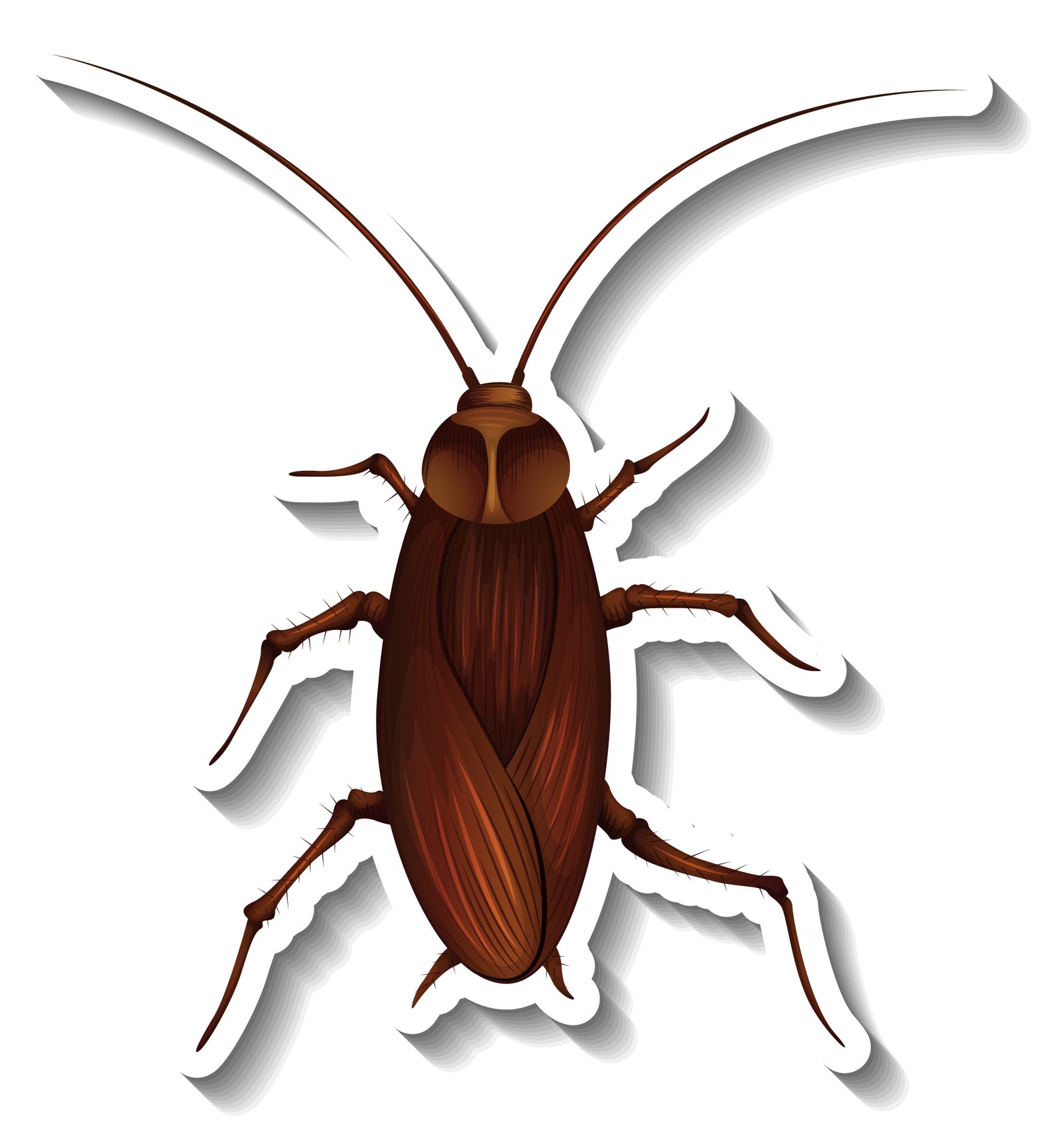 COCKROACH